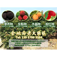 一年生荸荠品种|荸荠杨梅苗|荸荠品种杨梅 