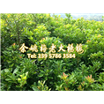 2公分东魁|东魁杨梅树 
