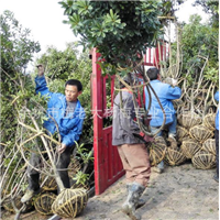 绿化工程杨梅树_梅老大杨梅苗 