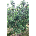 8公分荸荠苗|荸荠杨梅苗 