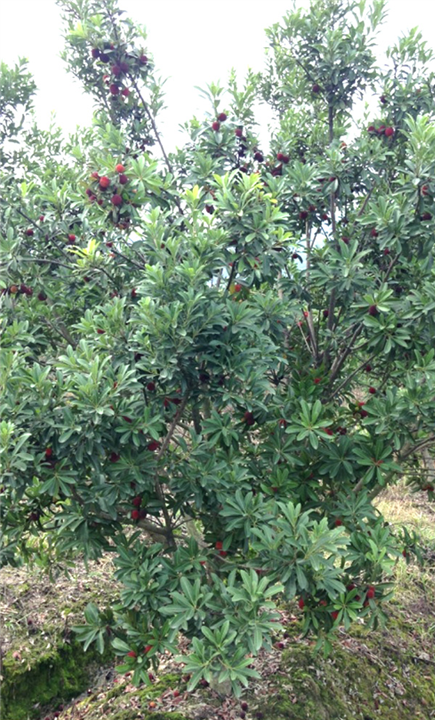 8公分荸荠苗|荸荠杨梅苗 