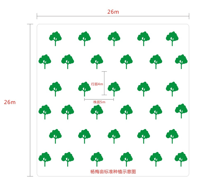 标准种植_梅老大杨梅苗科学种植