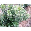 荸荠品种|荸荠杨梅苗|荸荠品种杨梅 