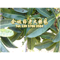 黑晶杨梅|黑晶杨梅苗|浙江黑晶 