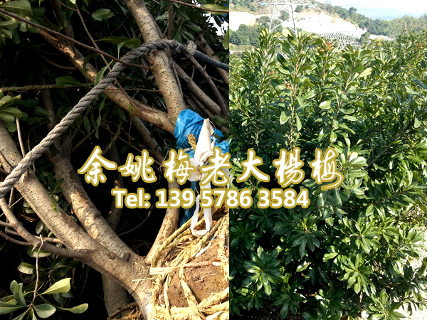 6公分荸荠苗|荸荠杨梅苗装车 