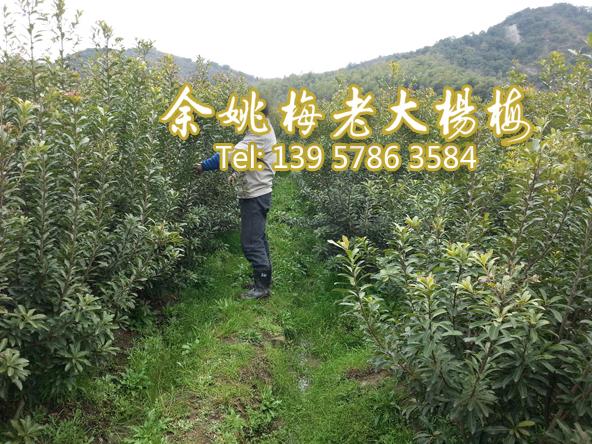 3公分荸荠苗|荸荠杨梅苗 