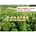 4公分东魁|东魁杨梅苗 