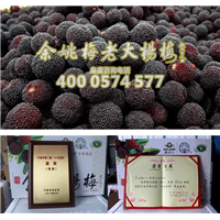 2公分荸荠苗|荸荠杨梅苗 