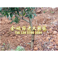 5公分荸荠苗|荸荠杨梅苗装车 