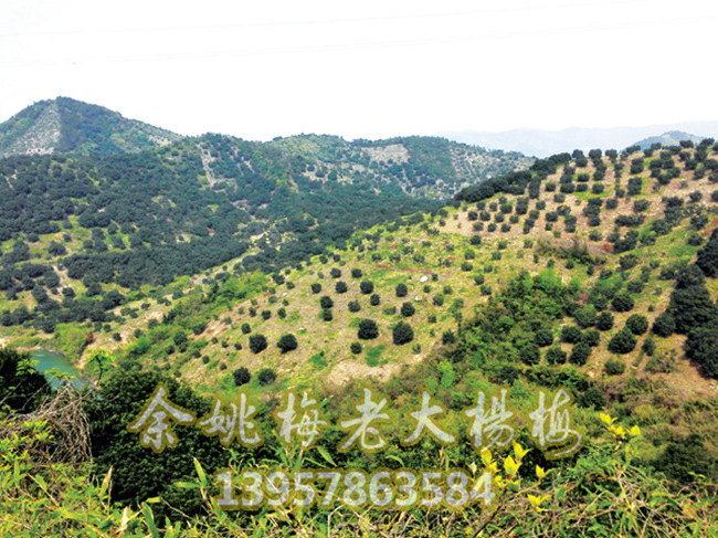 基地打造_梅老大杨梅苗_杨梅苗批发 