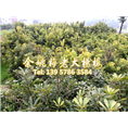 3公分水晶杨梅|浙江杨梅 