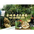 7公分荸荠苗|荸荠杨梅苗 