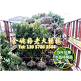 5-8公分水晶杨梅|浙江杨梅 