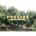 10公分荸荠苗|荸荠杨梅苗装车 