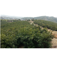 余姚杨梅报价