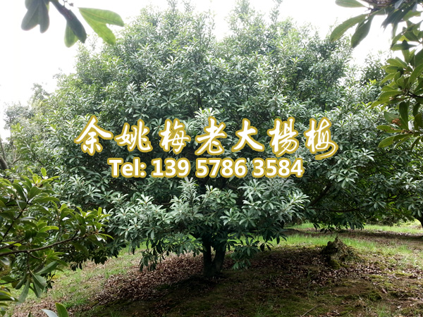12公分荸荠苗|荸荠杨梅苗 