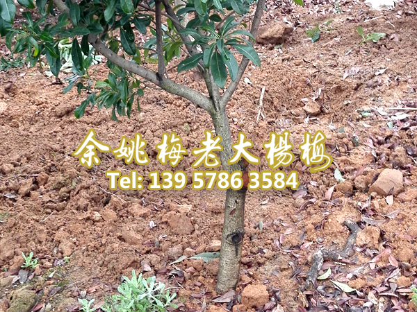 5公分东魁|东魁杨梅树 