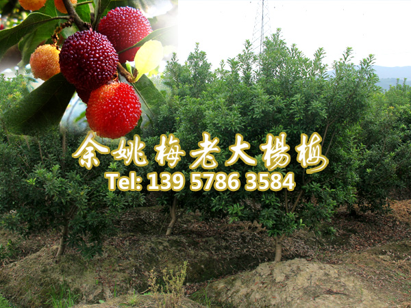 6公分荸荠苗|荸荠杨梅苗装车 
