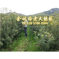 3公分荸荠苗|荸荠杨梅苗 