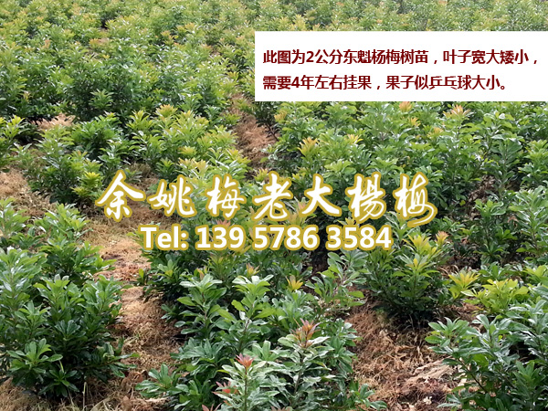 2公分东魁|东魁杨梅树 