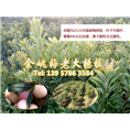 1-2.8公分水晶杨梅|浙江杨梅 