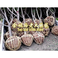 4公分荸荠苗|荸荠杨梅苗装车 