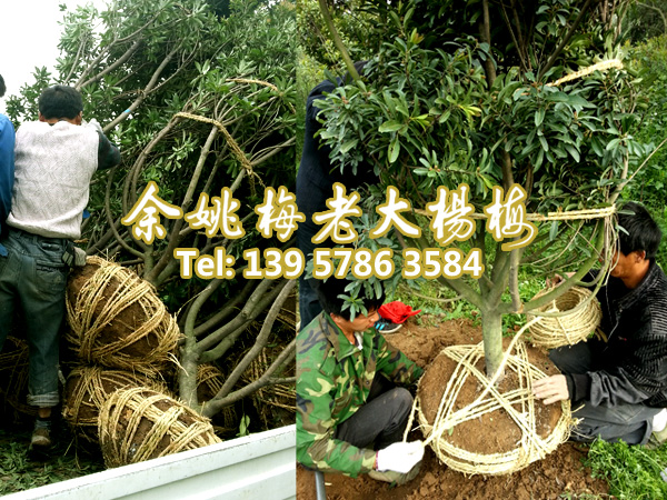 7公分荸荠苗|荸荠杨梅苗 