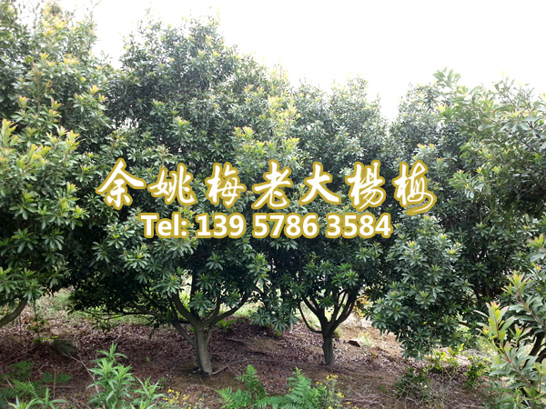 10公分荸荠苗|荸荠杨梅苗装车 