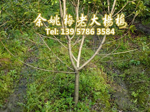 4公分荸荠苗|荸荠杨梅苗 