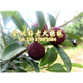 7公分荸荠苗|荸荠杨梅苗装车 