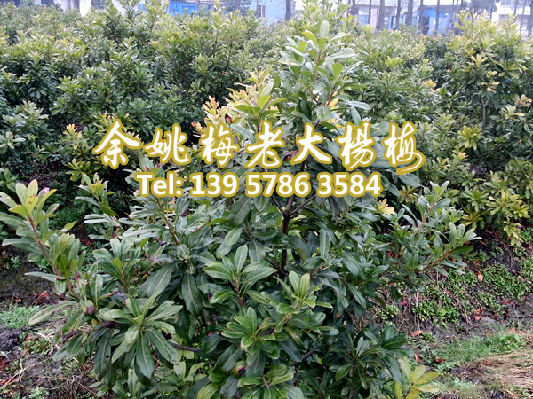 3公分东魁|东魁杨梅树 