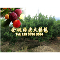 6公分荸荠苗|荸荠杨梅苗装车 