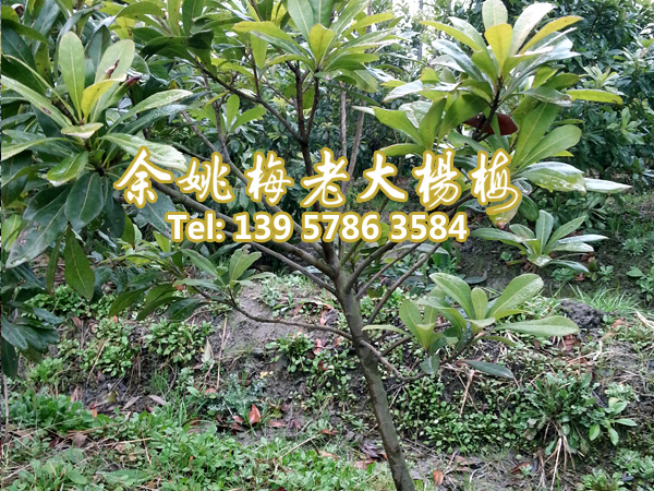 2公分东魁|东魁杨梅树 