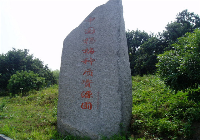 浙江杨梅苗报价