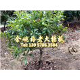4公分东魁|东魁杨梅树 