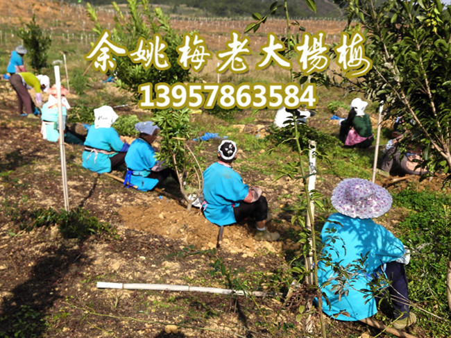 基地打造_梅老大杨梅苗_杨梅苗批发 