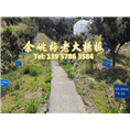 黑晶杨梅|黑晶杨梅苗|浙江黑晶 