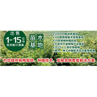 基地打造_梅老大杨梅苗_杨梅苗批发 