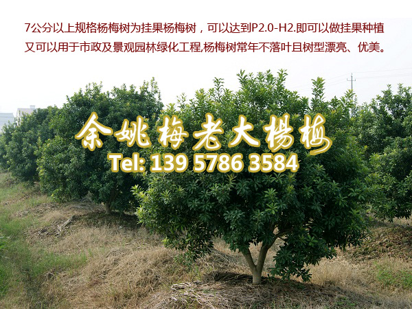 7公分荸荠苗|荸荠杨梅苗 