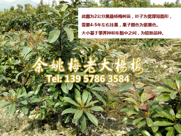 2公分黑晶杨梅|黑晶杨梅苗|浙江黑晶 