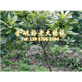 2公分东魁|东魁杨梅树 