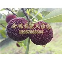 杨梅挂果实拍图_杨梅苗