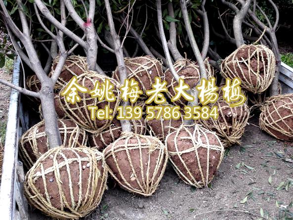 4公分荸荠苗|荸荠杨梅苗装车 