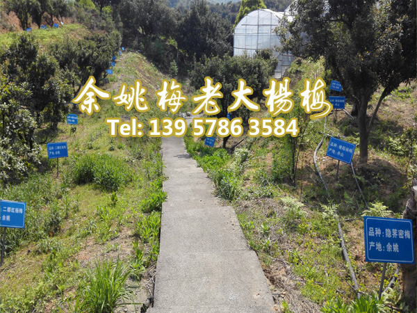黑晶杨梅|黑晶杨梅苗|浙江黑晶 