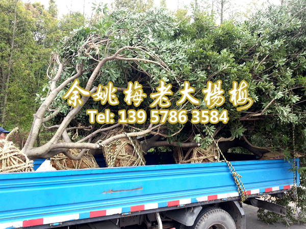 12公分荸荠苗|荸荠杨梅苗 