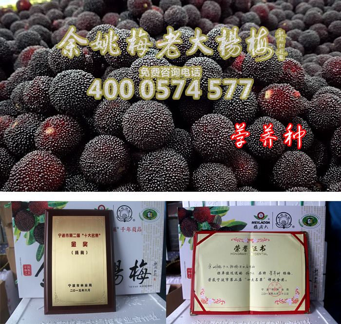 荸荠品种|浙江荸荠杨梅|荸荠品种 