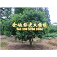 10公分荸荠苗|荸荠杨梅苗 