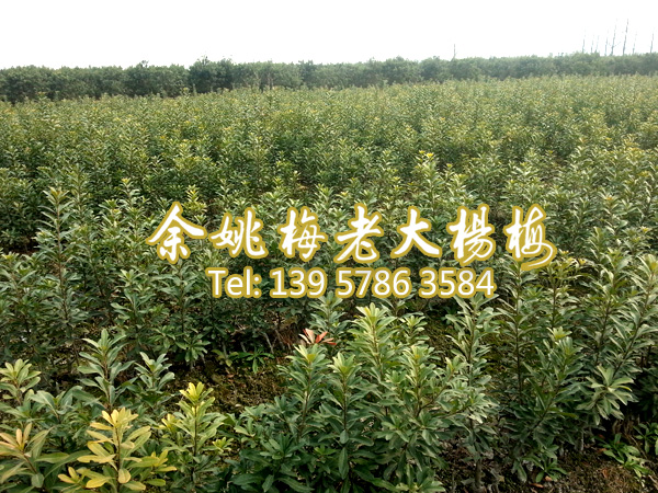 一年生荸荠品种|荸荠杨梅苗|荸荠品种杨梅 