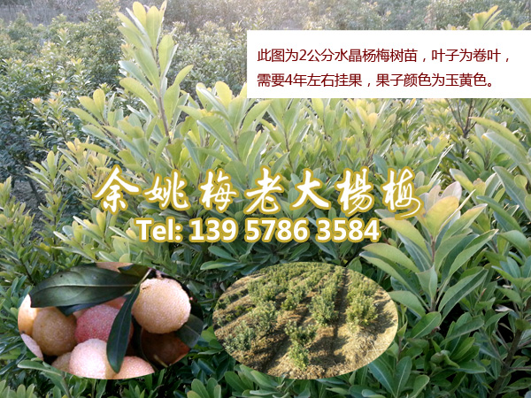 1-2.8公分水晶杨梅|浙江杨梅 