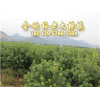 5公分荸荠苗|荸荠杨梅苗装车 